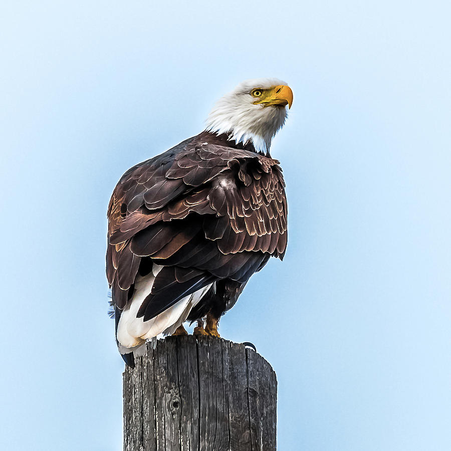 Eagle Sky Watch Photograph by Yeates Photography