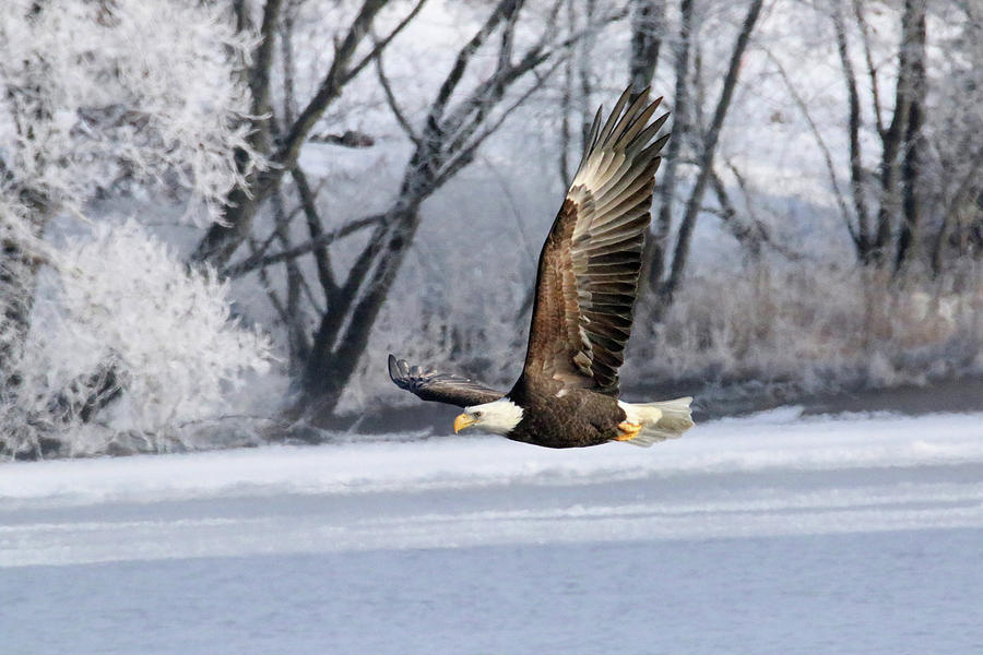 Eagle Soar With Hoar Frost Photograph by Brook Burling