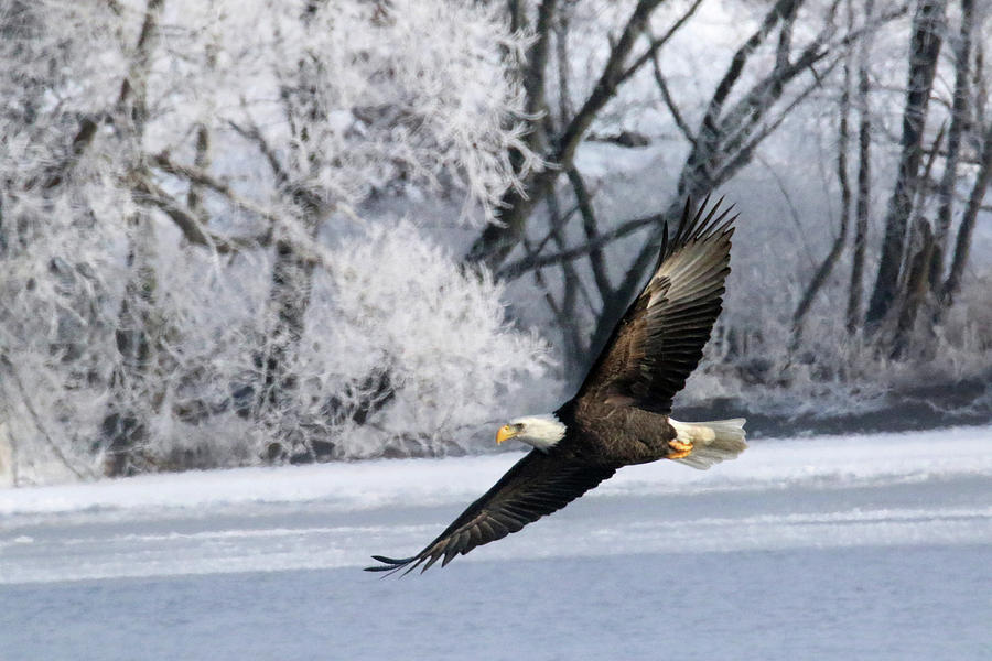 Eagle Soaring Photograph by Brook Burling