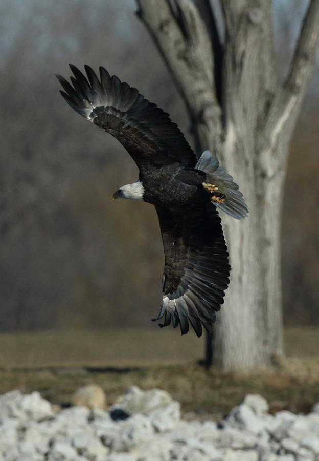 Eagle Soaring by Tree Photograph by Coby Cooper
