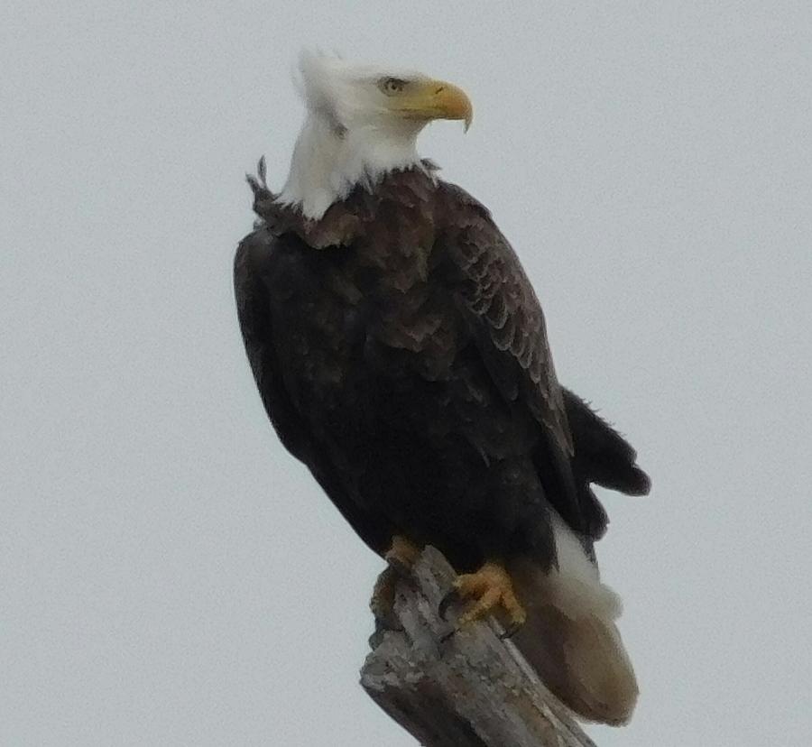 Eagle, Standing Photograph by Curtis Tilleraas - Pixels