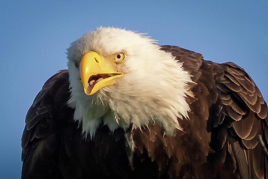 Eagle Stare 2 Photograph by Allin Sorenson