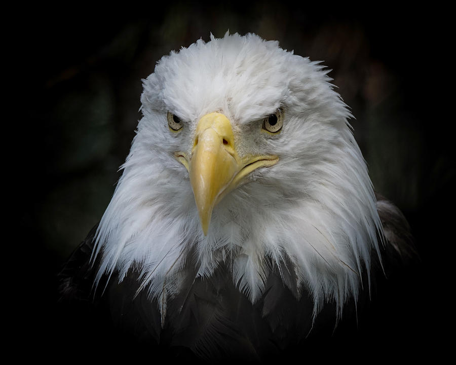 Eagle Stare 2 Photograph by Ernest Echols