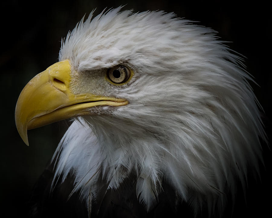 Eagle Stare 3 Photograph by Ernest Echols