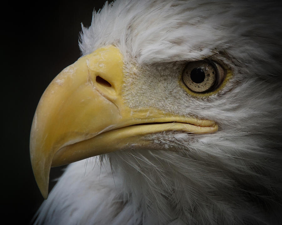 Eagle Stare 4 Photograph by Ernest Echols