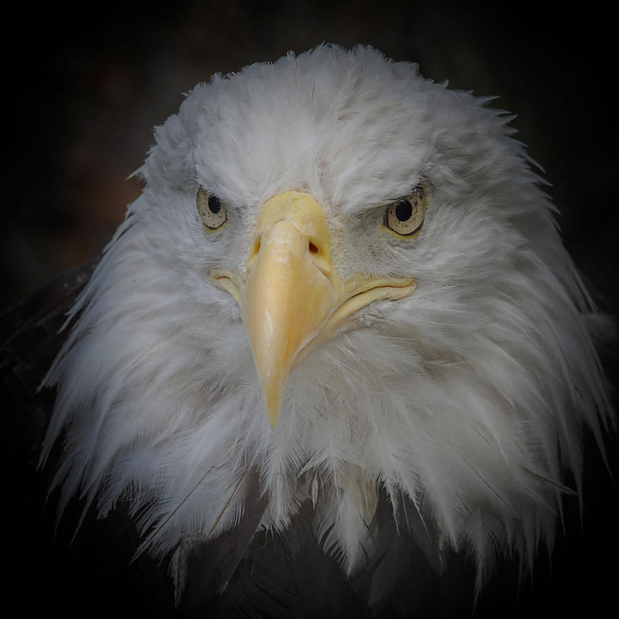 Eagle Stare 5 Photograph by Ernest Echols