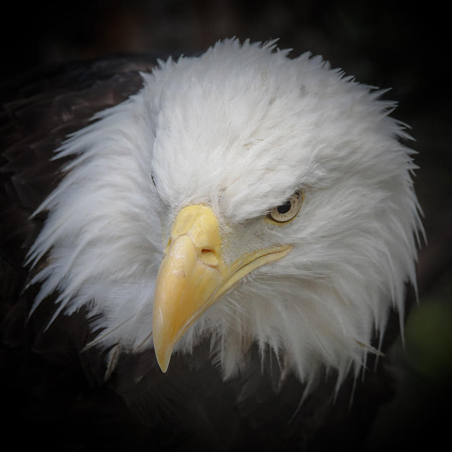 Eagle Stare 6 Photograph by Ernest Echols
