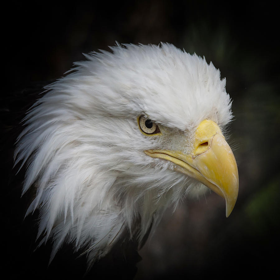 Eagle Stare 7 Photograph by Ernest Echols