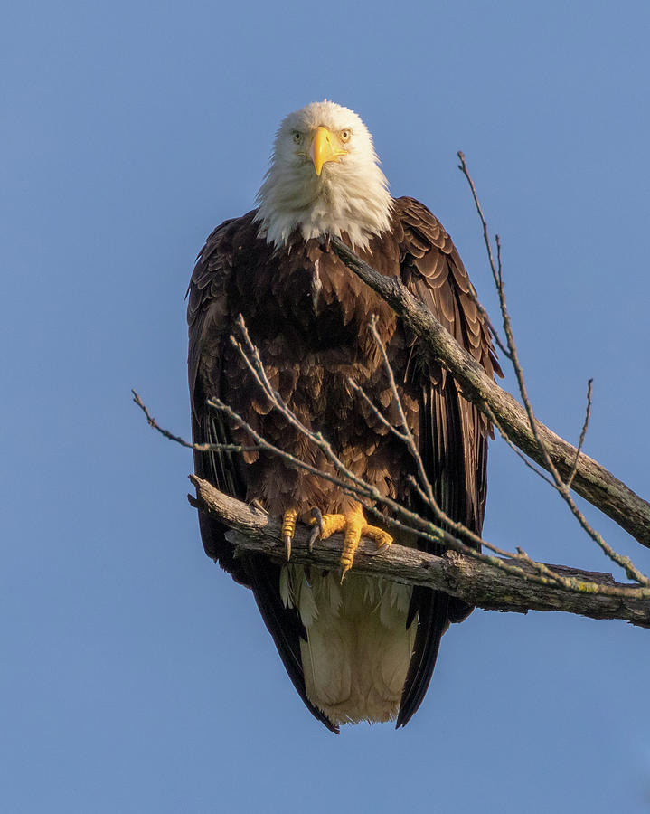 Eagle Stare Photograph by Allin Sorenson