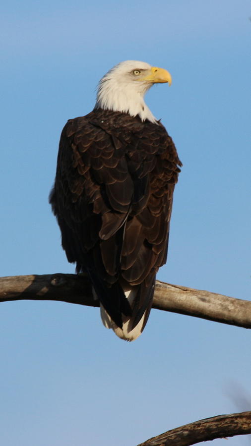 Eagle Stare Photograph by Emily Spivy - Fine Art America