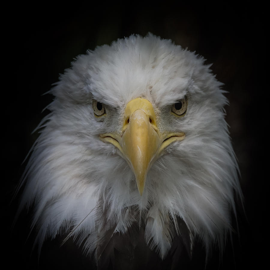 Bird Photograph - Eagle Stare by Ernest Echols