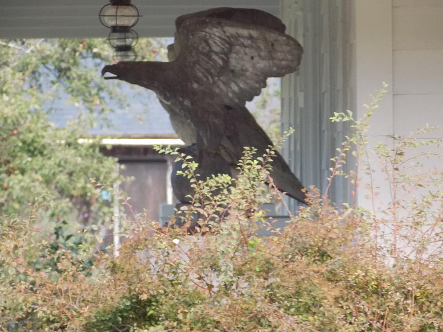 Eagle Statue Photograph by Catherine Gagne