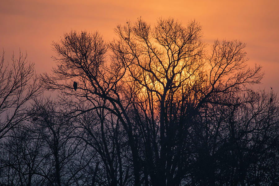 Eagle Sunrise Photograph by Brook Burling
