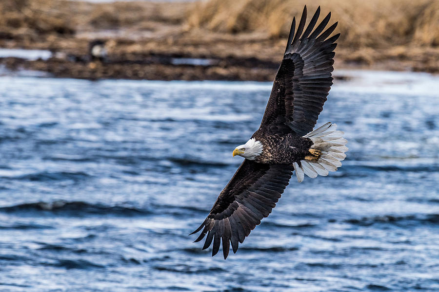 Eagle Photograph - Eagle Swooping by Paul Freidlund