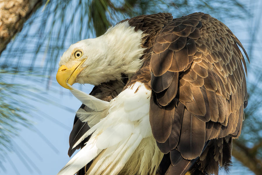 Eagle Tails Photograph by David Eppley