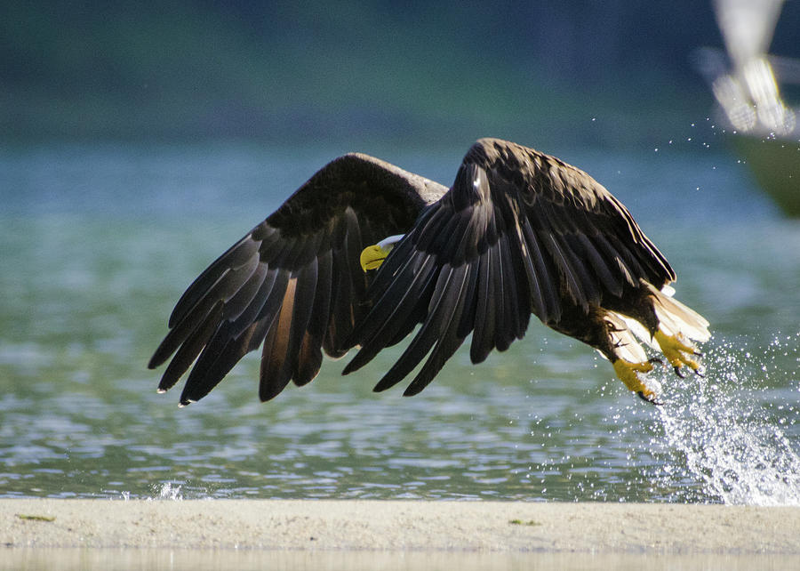 Eagle Take Off Photograph by Joy McAdams