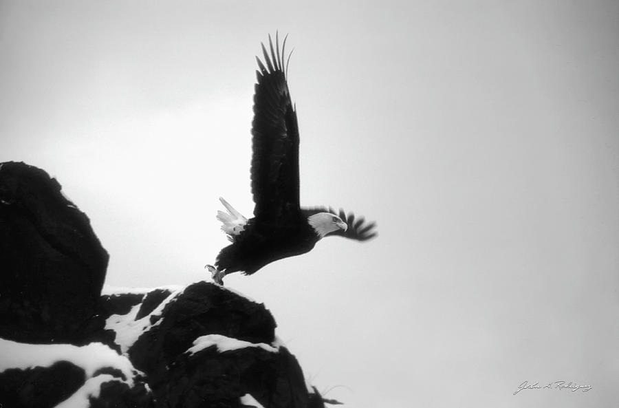 Eagle Takeoff at Adak, Alaska Photograph by John A Rodriguez