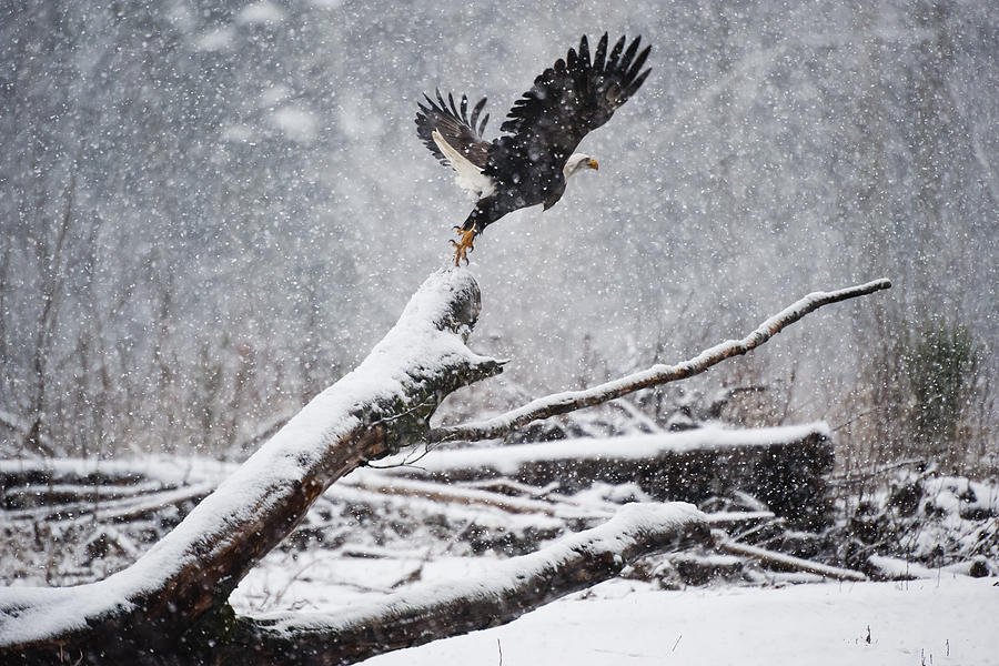 Bald Eagle Photograph - Eagle takeoff in snow by Yoshiki Nakamura