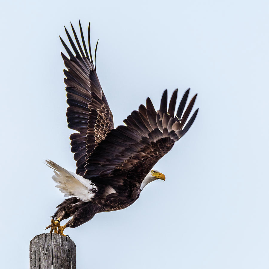 Eagle Taking Flight Photograph by Yeates Photography