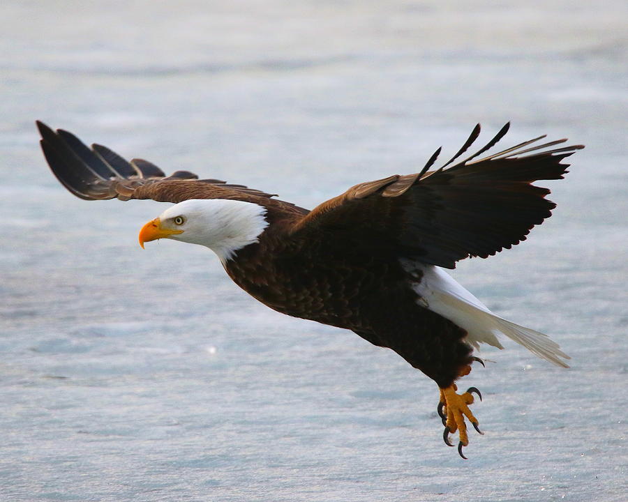 Eagle taking off Photograph by Arvin Miner