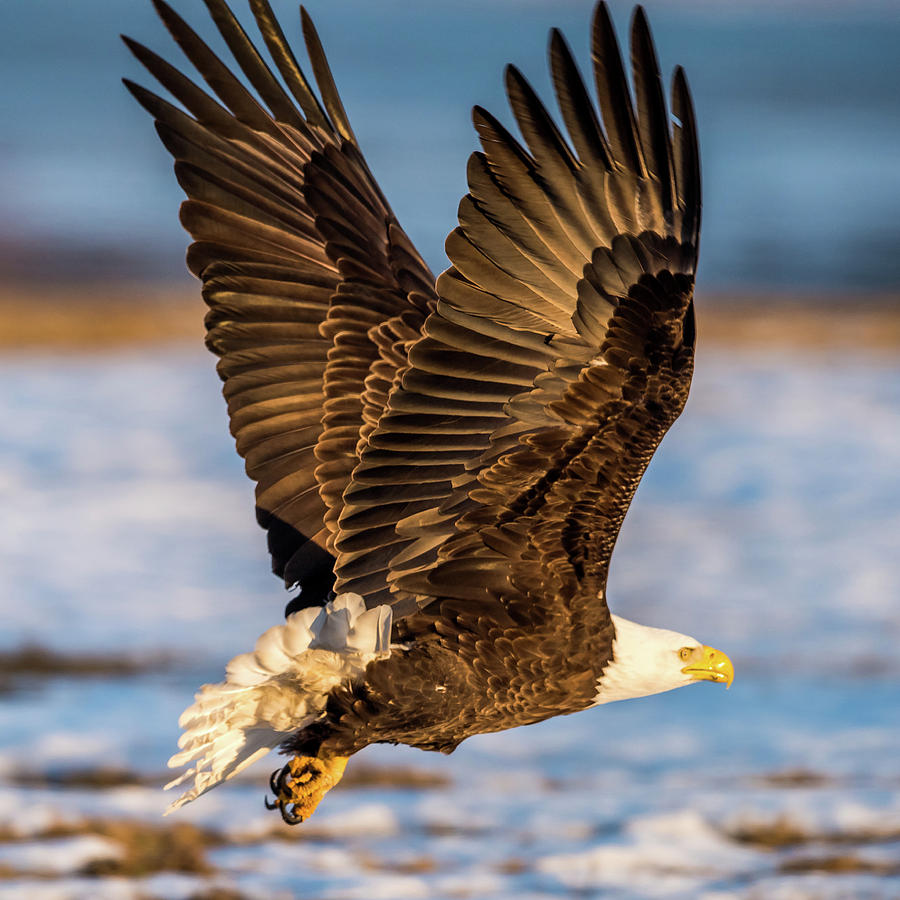 Eagle Taking Off Photograph by Paul Freidlund