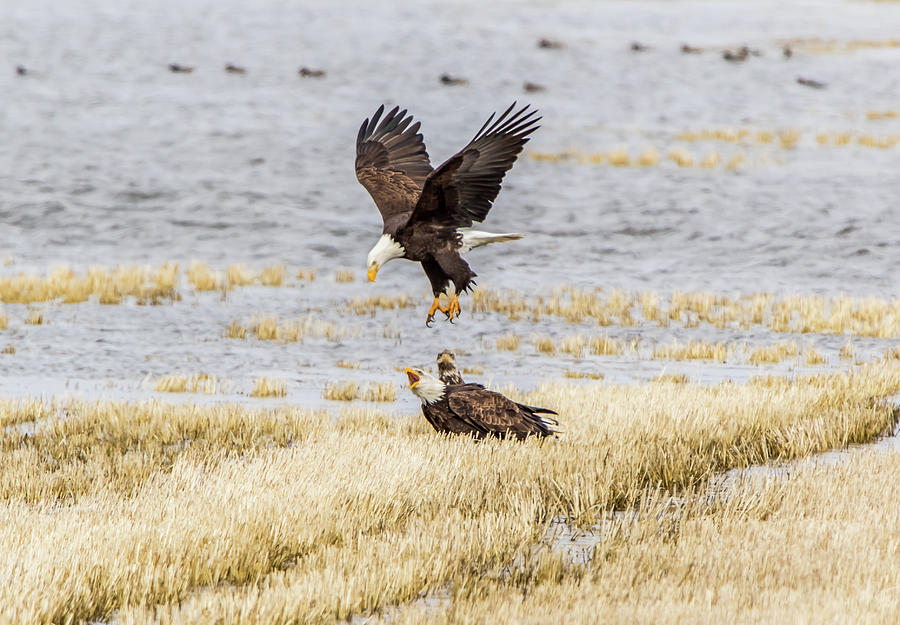 Eagle Talk Photograph by Marc Crumpler