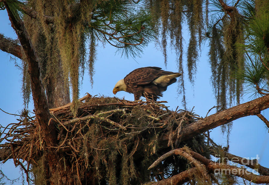 Eagle Tending Its Nest Photograph by Tom Claud
