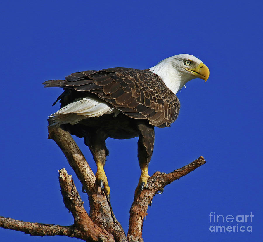 Eagle the Female Photograph by Larry Nieland
