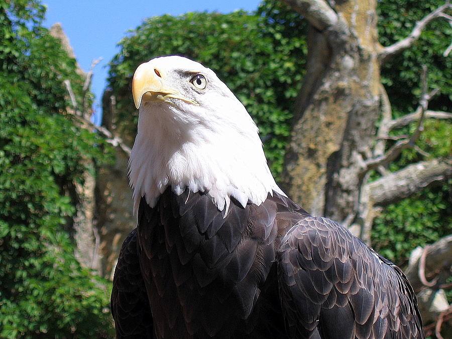 Eagle The Proud Photograph by John Olson