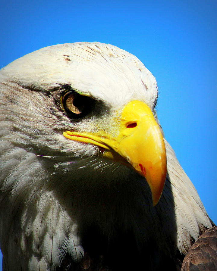 Eagle, The Stern Photograph by John Olson