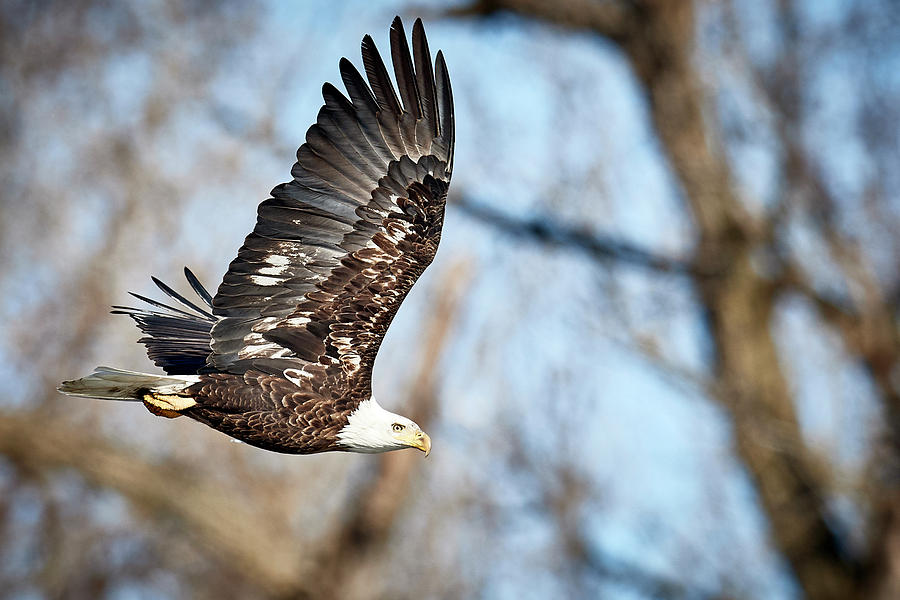 Eagle thru trees Photograph by Paul Freidlund