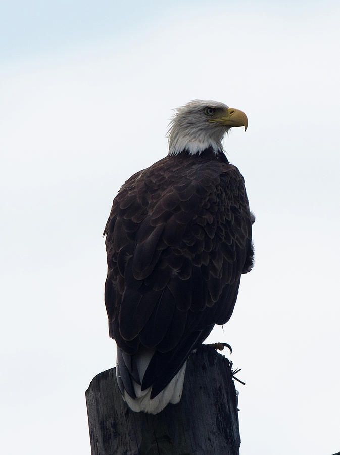 Eagle Photograph by Tommy Hessler | Fine Art America