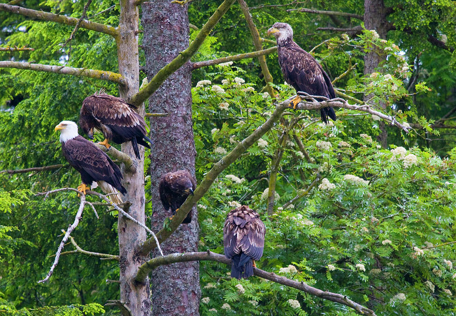 Eagle Photograph - Eagle Tree by Michael Dawson