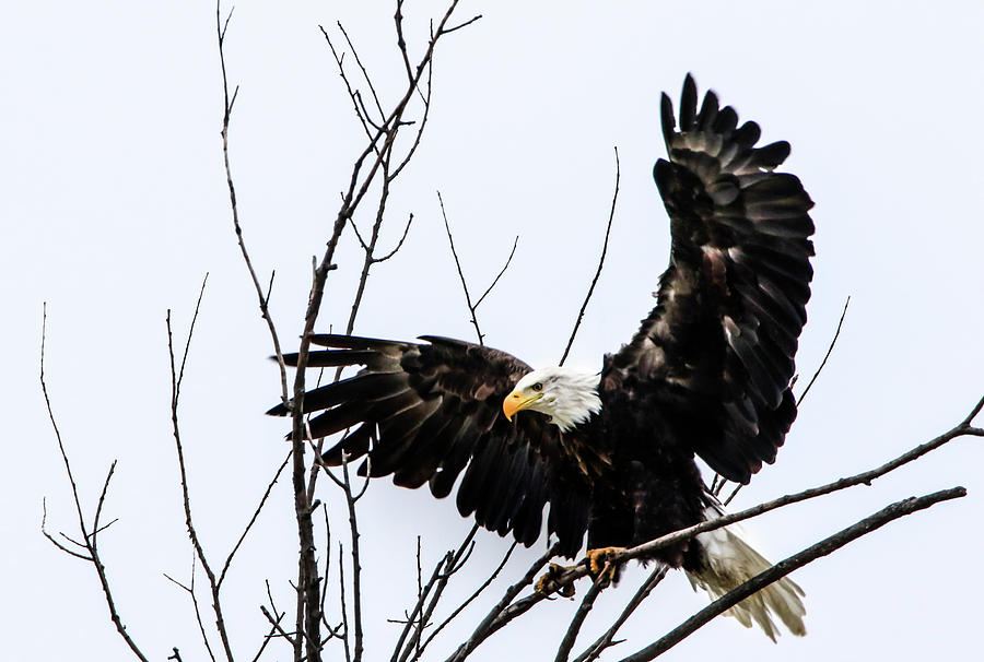 Eagle Tree Top Landing Photograph by Ray Congrove