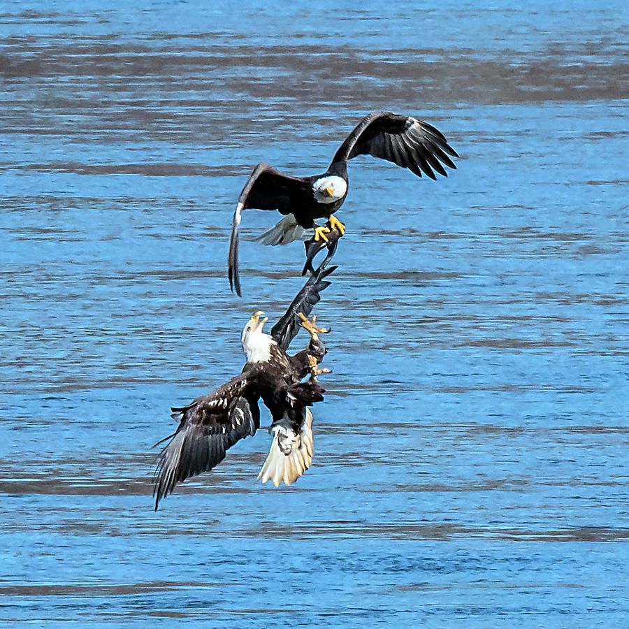 Eagle Trying To Steal A Fish Mid-air  Photograph by William Bitman