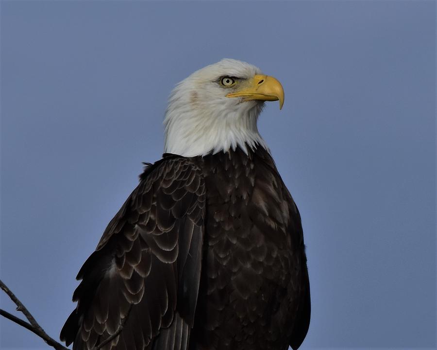 Eagle up close Photograph by Dwight Eddington - Fine Art America