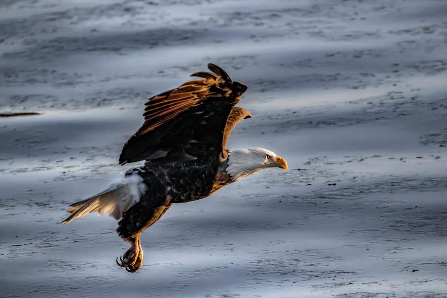 Eagle Vesper Photograph by Ray Congrove