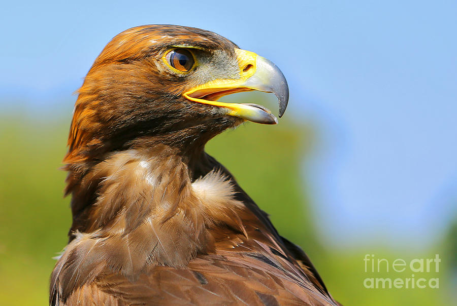 Feather Photograph - Vision of a Golden Eagle by Hui Sim