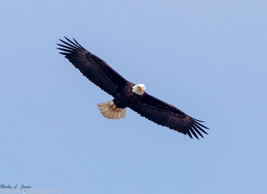 Canon Photograph - Eagle Watch 2018 by Ricky L Jones Canon Photograph - Eagle Watch 2018 by Ricky L Jones