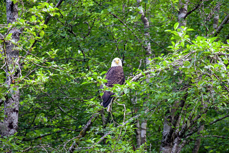 Eagle Watch Photograph by Anthony Jones