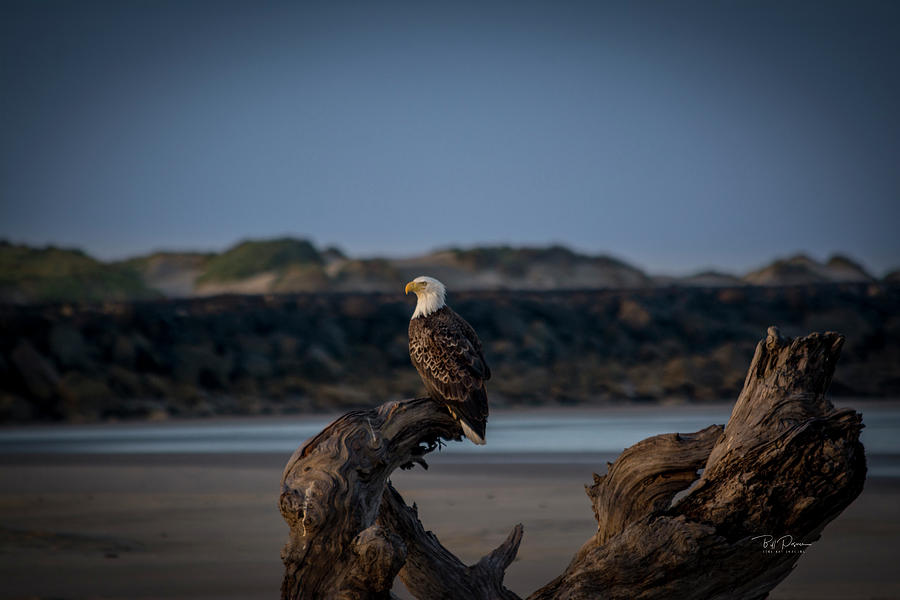 Eagle Watch Photograph by Bill Posner