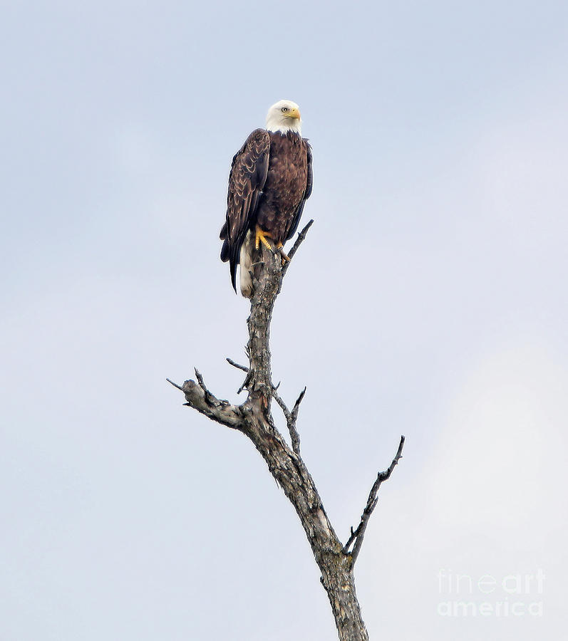 Eagle Watch Photograph by Elizabeth Winter