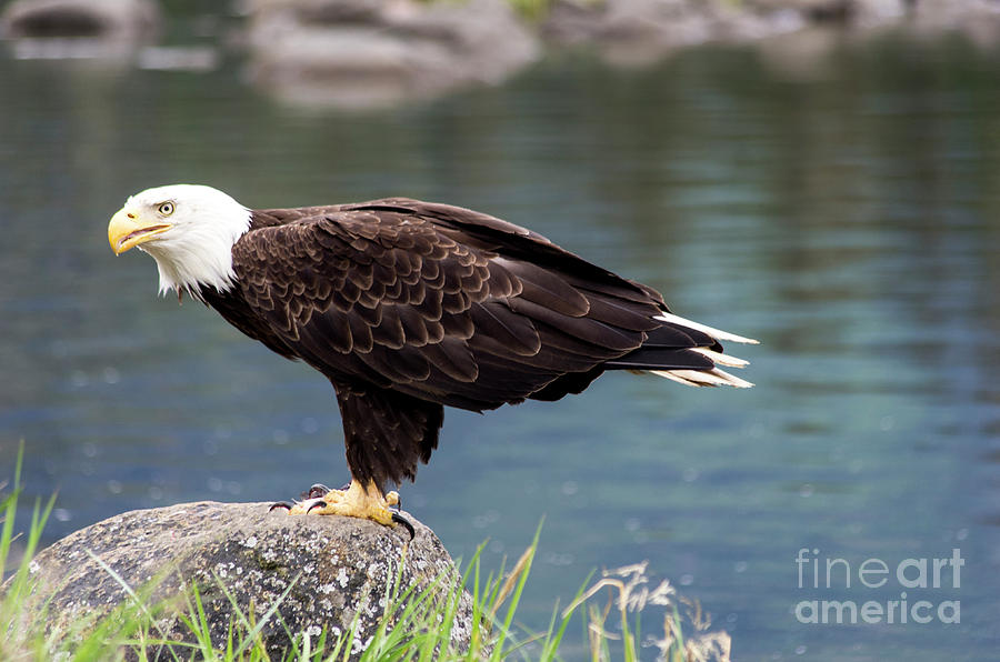 Eagle Watch Photograph by Louise Magno