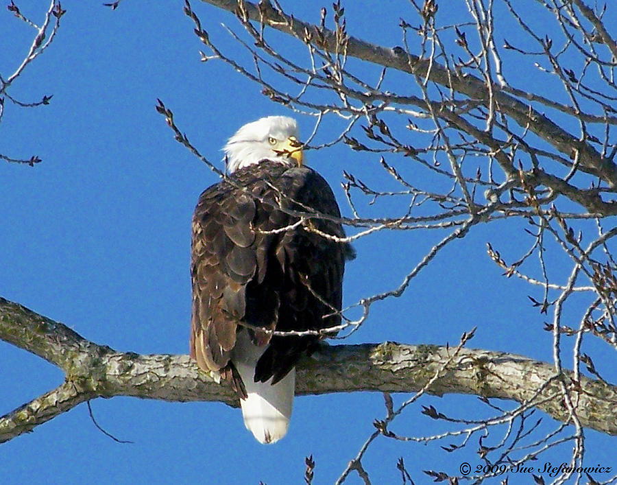 Eagle Watch Photograph by Sue Stefanowicz