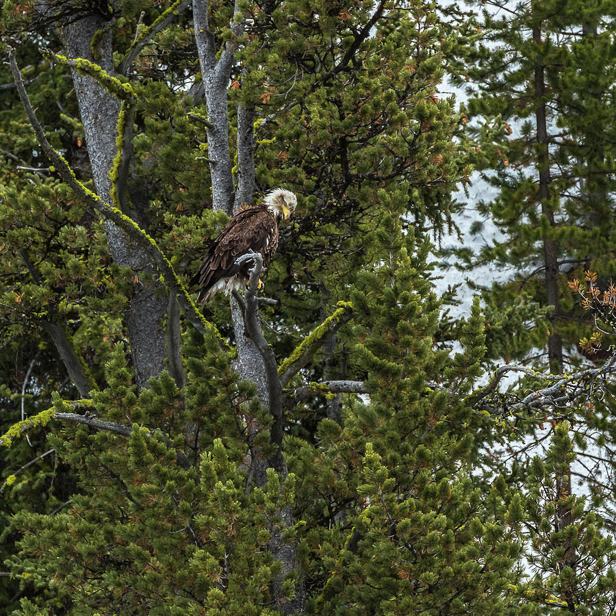 Eagle Watching Bears On A Carcass Photograph by Yeates Photography