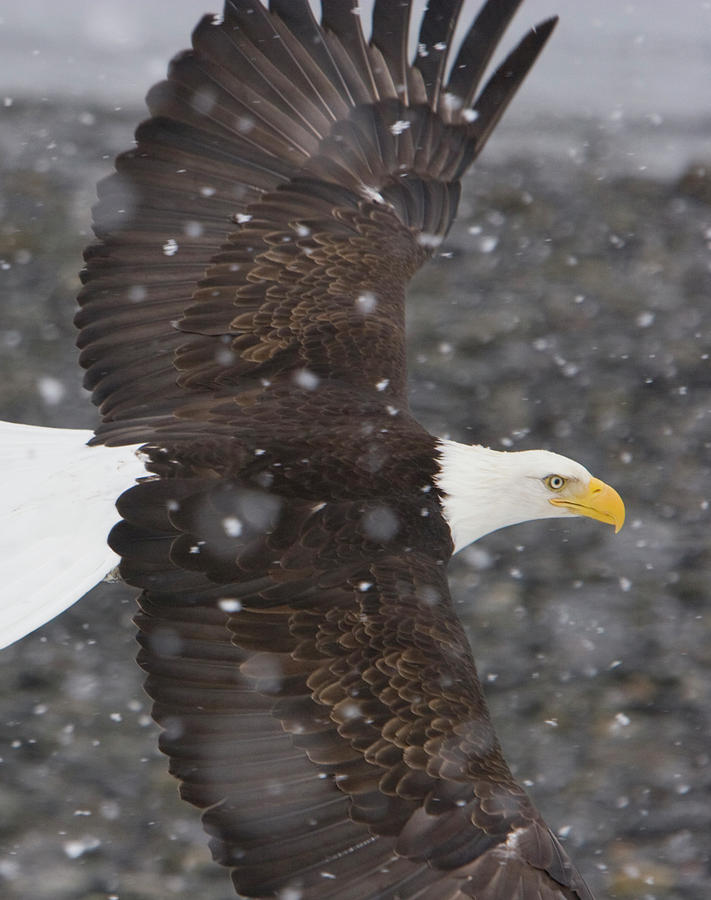 Eagle Wings Photograph by Mark Miller