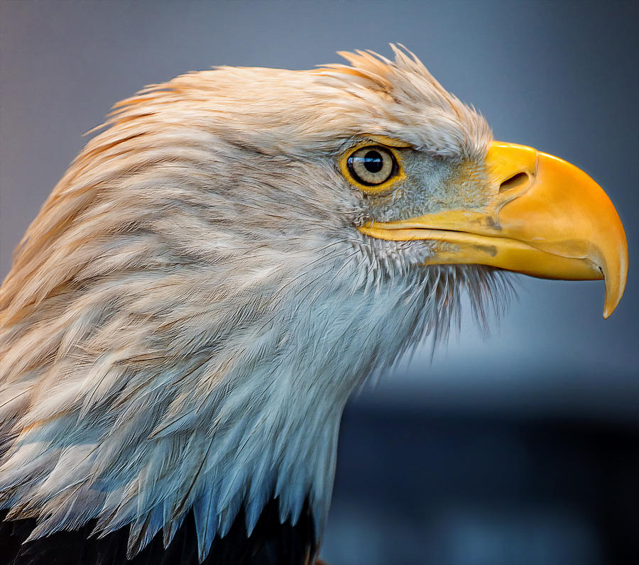 Eagle With An Attitude Photograph by Bill and Linda Tiepelman