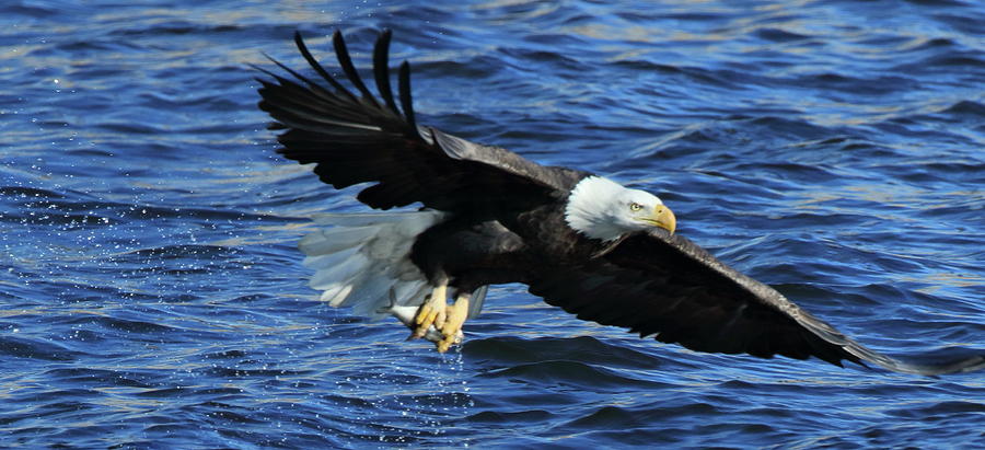 Eagle with Fish 3/4 Photograph by Coby Cooper