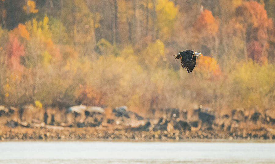Eagle with Fish and Foliage Photograph by Jeff at JSJ Photography