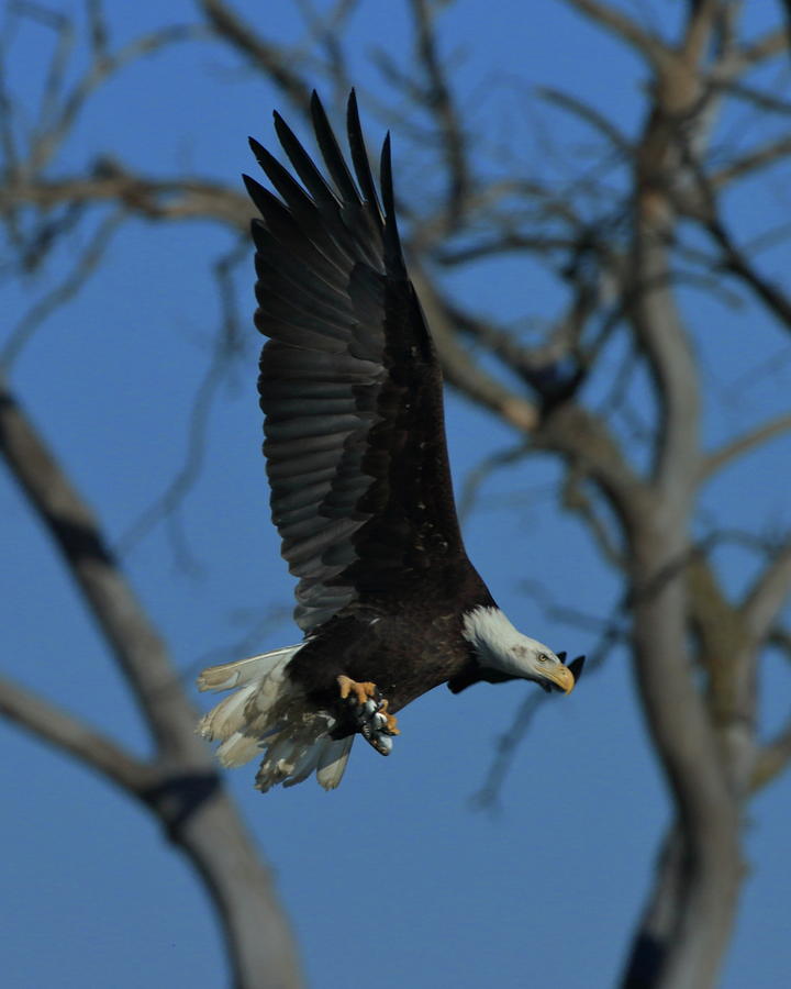 Eagle with Fish Photograph by Coby Cooper